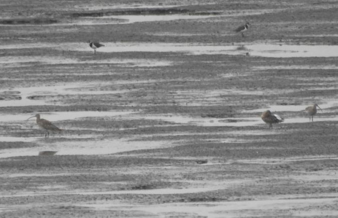 Grosser Brachvogel  - Sławomir Ligęza