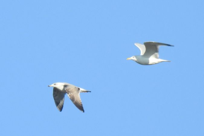 mewa białogłowa  - Robert Wakulski