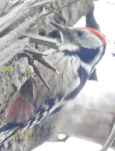 Middle Spotted Woodpecker  - Robert Wakulski