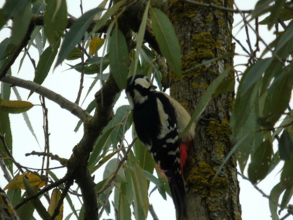 Buntspecht  - Andrzej Tarasiuk