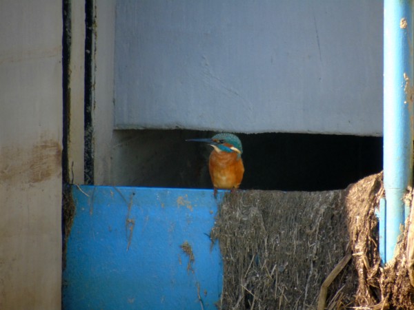 Eisvogel  - Andrzej Tarasiuk