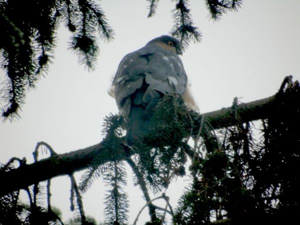 Sperber  - Andrzej Tarasiuk