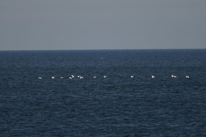 Grande Aigrette  - Marcin Sołowiej