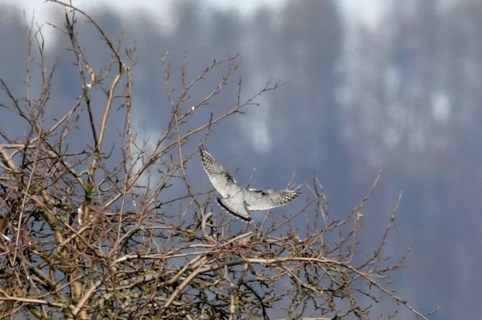 drzemlik  - Marcin Sołowiej