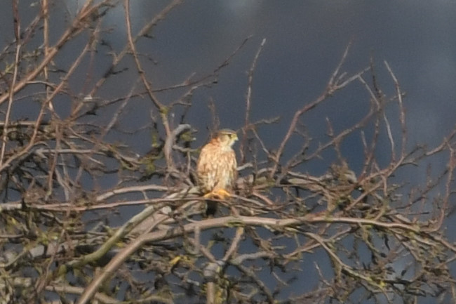 drzemlik  - Marcin Sołowiej