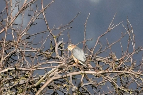 Merlin  - Marcin Sołowiej