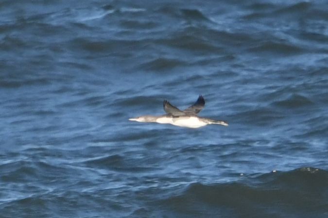 Sterntaucher  - Marcin Sołowiej