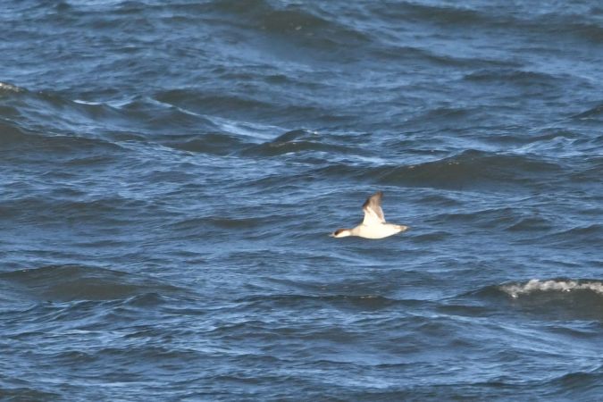 Zwergsäger  - Marcin Sołowiej