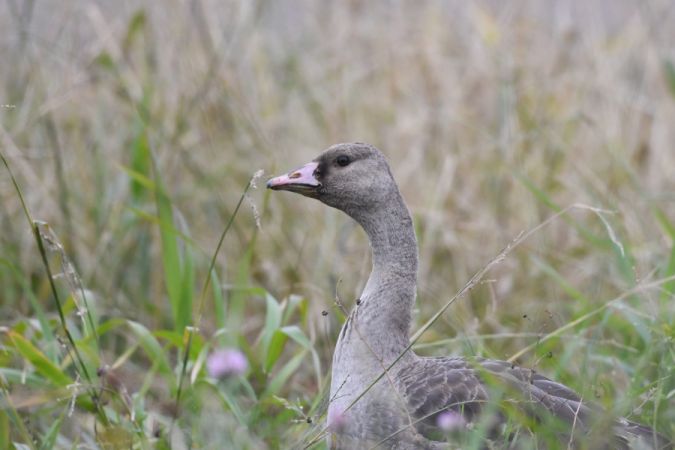 gęś białoczelna  - Marcin Sołowiej
