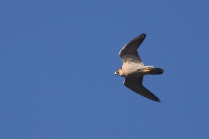 Peregrine Falcon  - Hanna Żelichowska