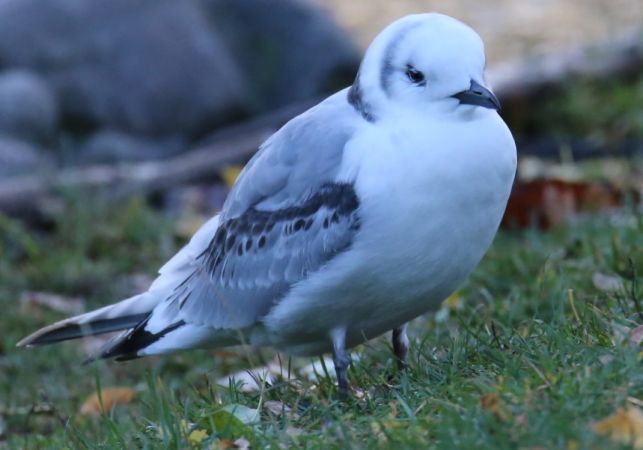 Dreizehenmöwe  - Arkadiusz Stelmach