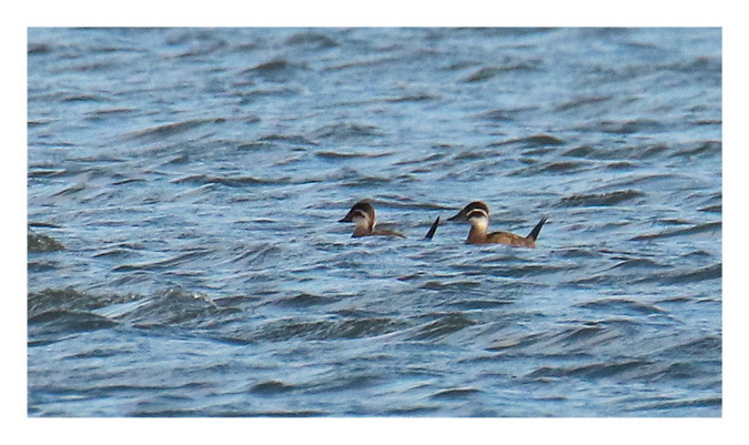 White-headed Duck 