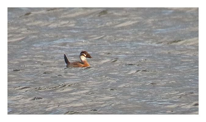 White-headed Duck 