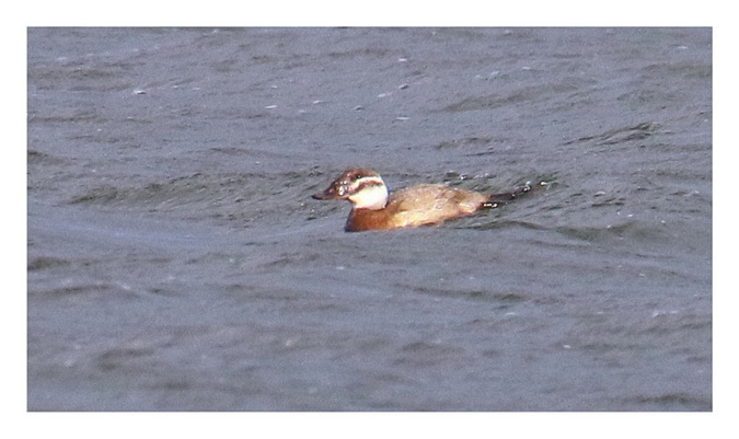 White-headed Duck 