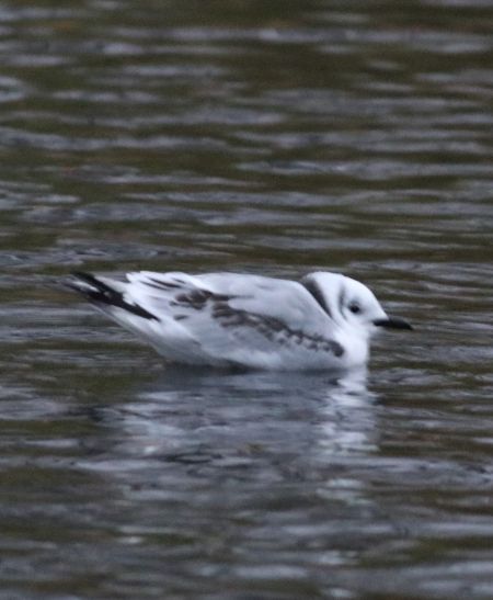 Dreizehenmöwe  - Filip Wojciechowski