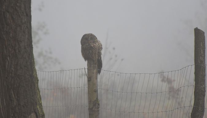 Habichtskauz 