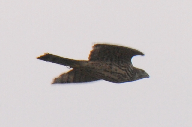 Autour des palombes  - Marcin Dec