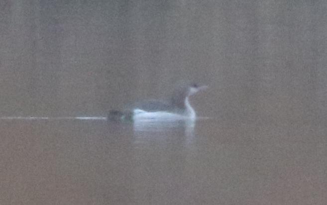 nur czarnoszyi  - Marcin Dec