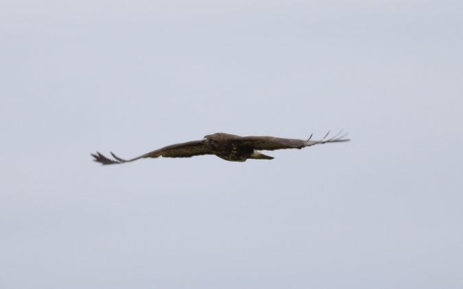 myszołów  - Marcin Dec