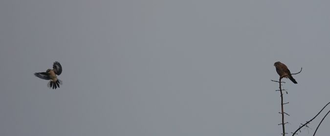 Turmfalke  - Monika Żochowska