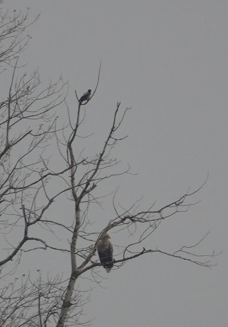 bielik  - Monika Żochowska