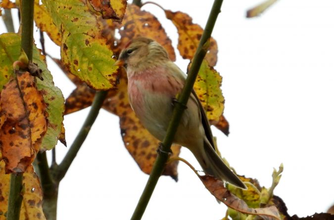 czeczotka  - Jarosław Słowikowski