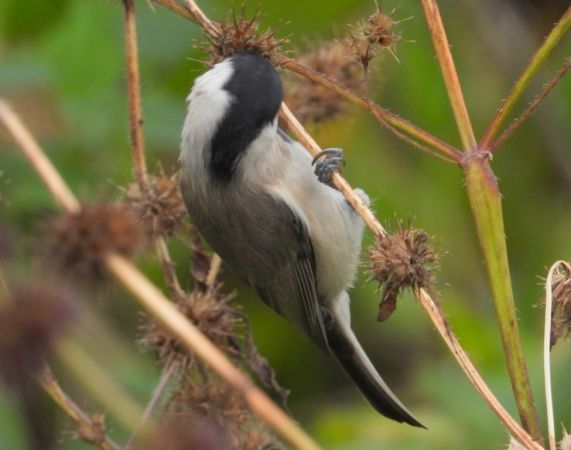 Marsh Tit  - Jarosław Słowikowski