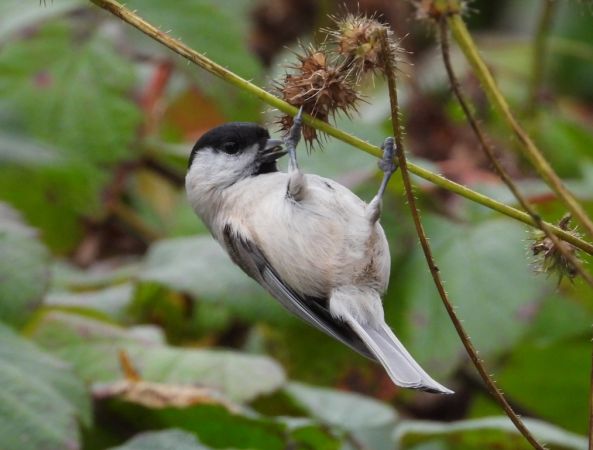 Mésange nonnette  - Jarosław Słowikowski