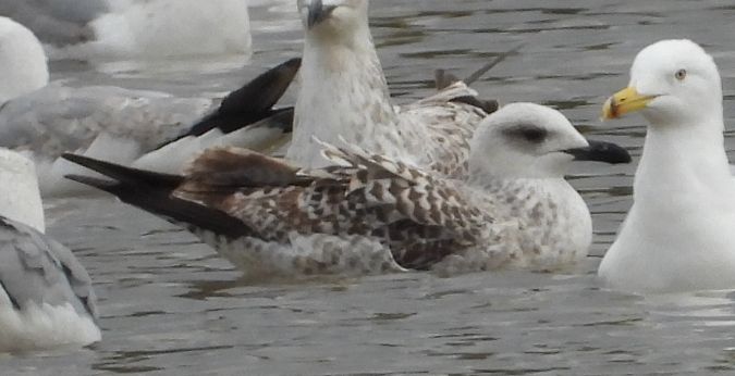 Yellow-legged Gull  - Jarosław Słowikowski