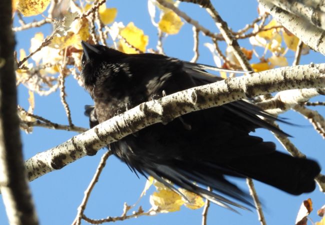 Rabenkrähe 