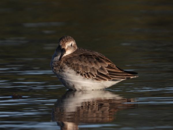 Bécasseau variable  - Jarosław Słowikowski