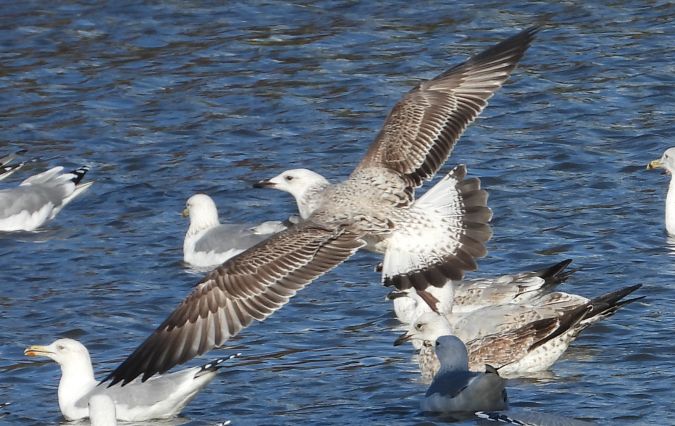 Goéland pontique  - Jarosław Słowikowski