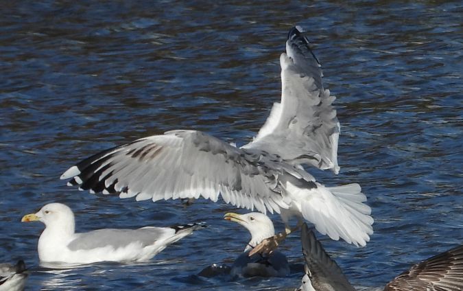 Goéland pontique  - Jarosław Słowikowski