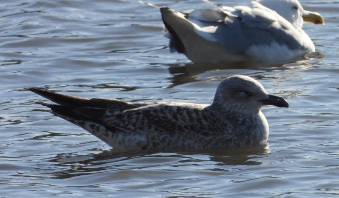 mewa srebrzysta  - Jarosław Słowikowski