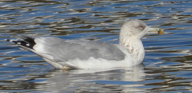 Goéland argenté  - Jarosław Słowikowski
