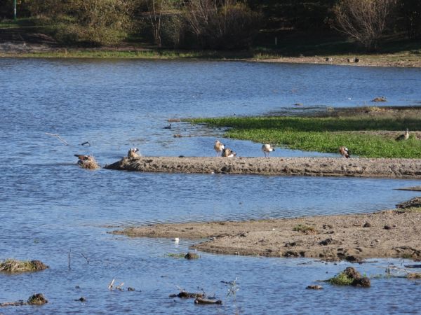Ouette d'Égypte  - Jarosław Słowikowski