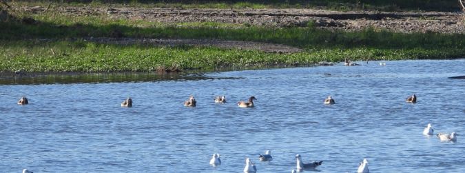 Egyptian Goose  - Jarosław Słowikowski