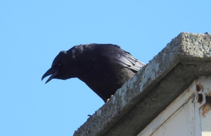 Corneille noire 