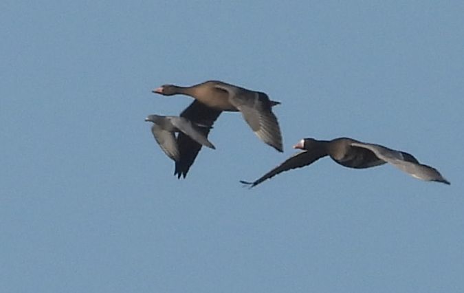 Strassentaube  - Jarosław Słowikowski