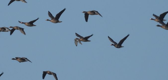 gołąb miejski  - Jarosław Słowikowski