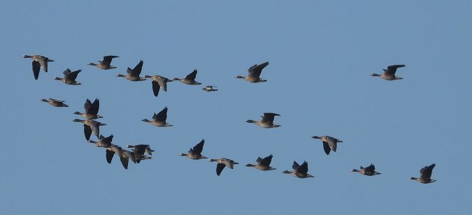 gołąb miejski  - Jarosław Słowikowski