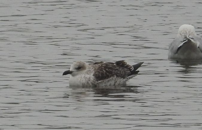 Goéland brun  - Jarosław Słowikowski