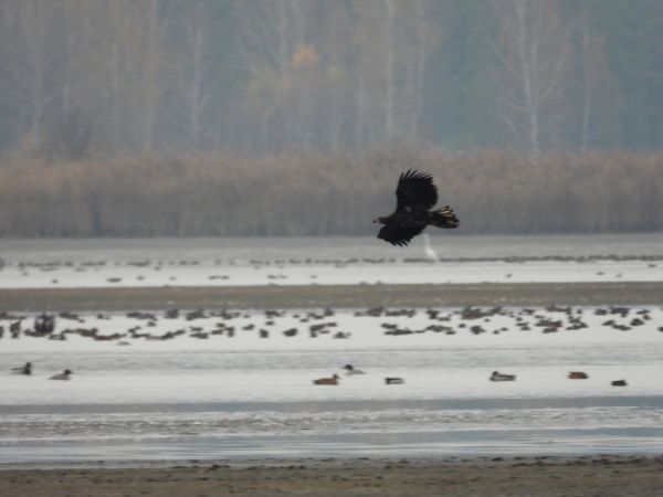 Pygargue à queue blanche 