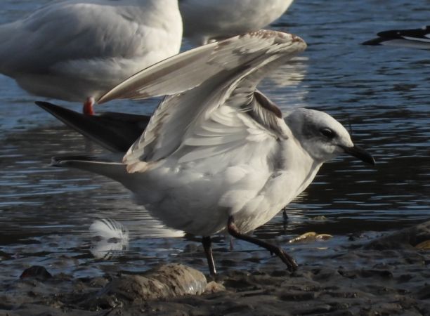 Schwarzkopfmöwe  - Jarosław Słowikowski