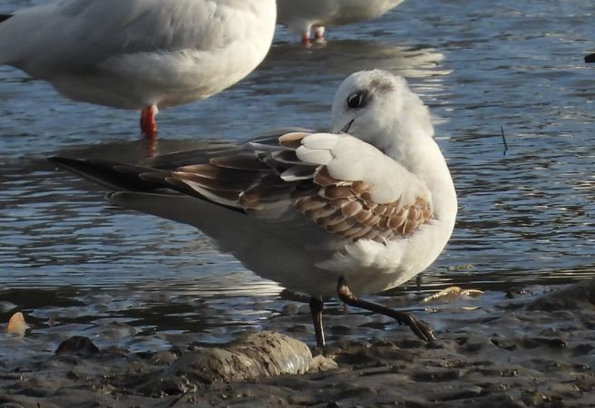 mewa czarnogłowa  - Jarosław Słowikowski