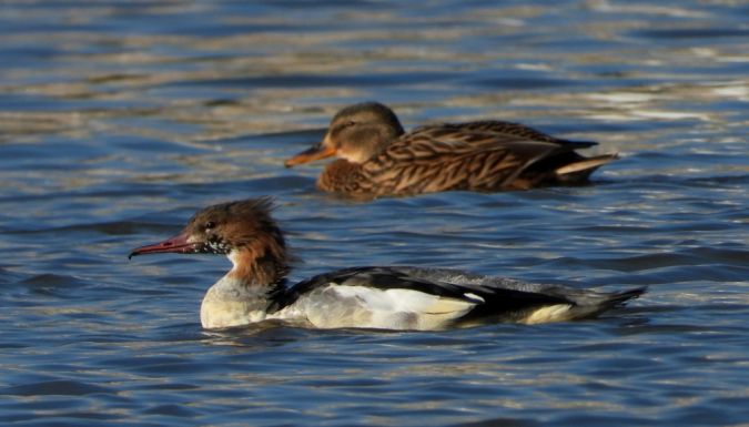 Gänsesäger  - Jarosław Słowikowski