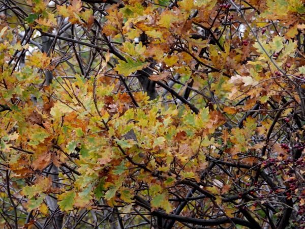 Redwing  - Jarosław Słowikowski