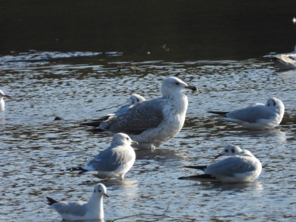 Silbermöwe  - Jarosław Słowikowski