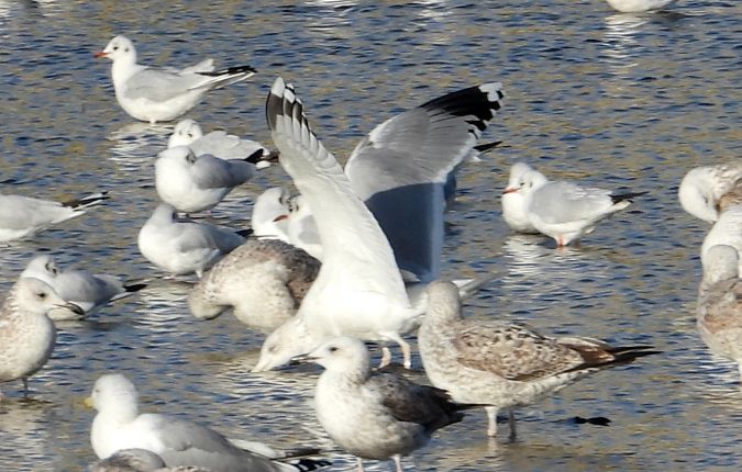 mewa srebrzysta  - Jarosław Słowikowski