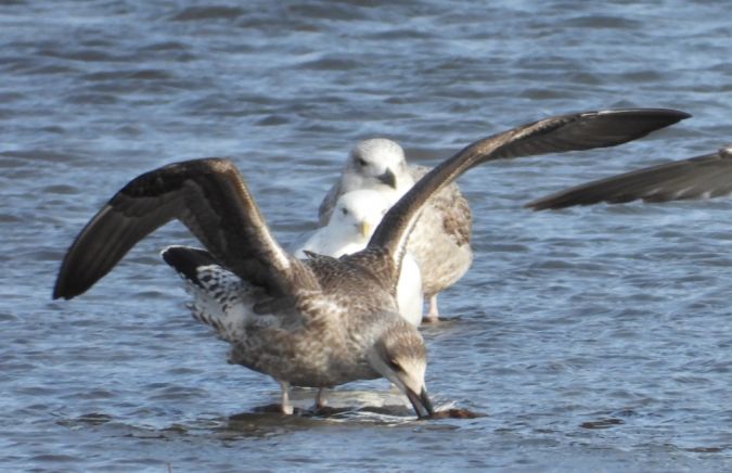Goéland brun  - Jarosław Słowikowski